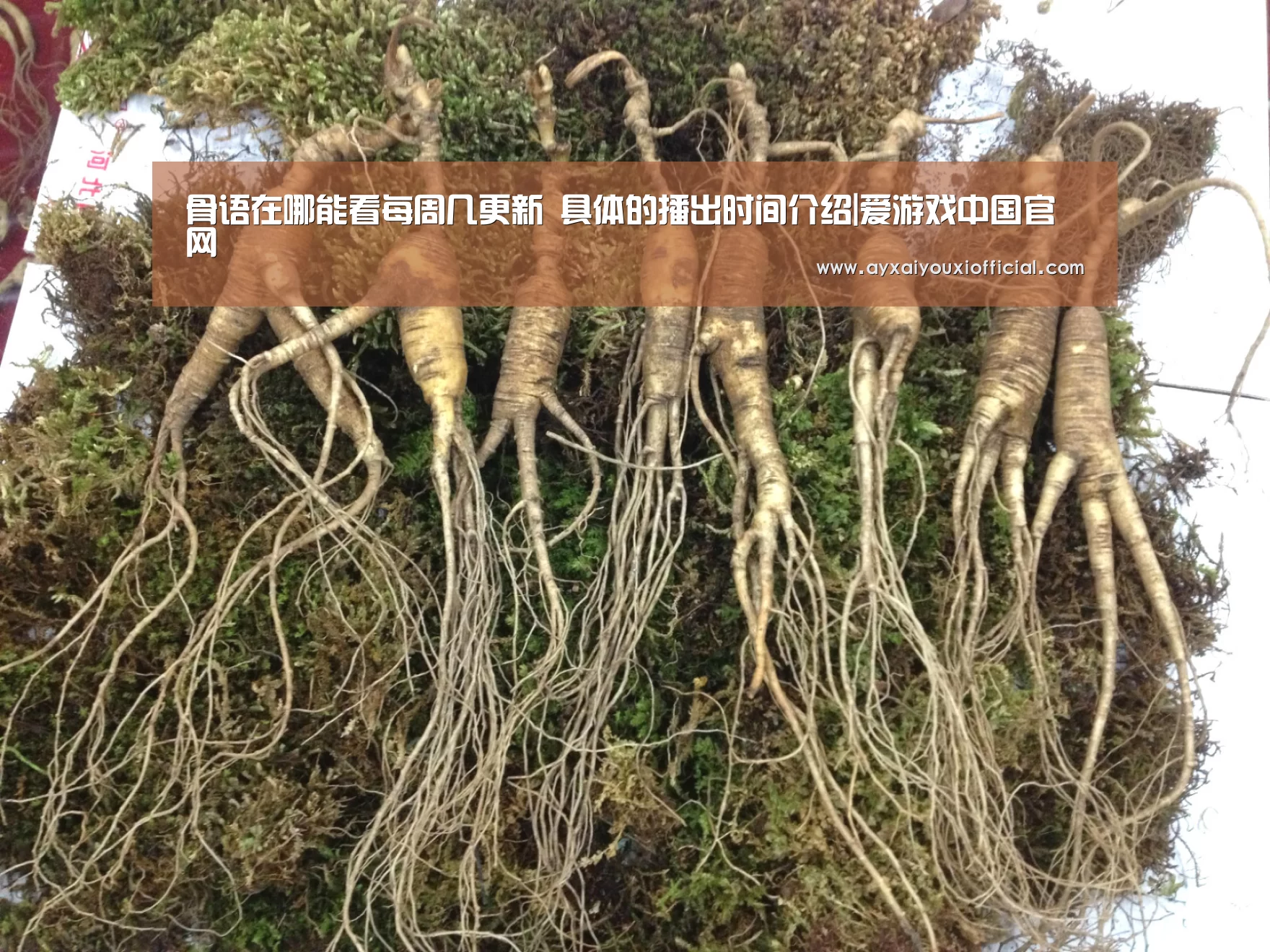 骨语在哪能看每周几更新 具体的播出时间介绍|爱游戏中国官网