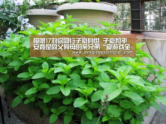极限17羽你同行子豪身世 子豪和平安竟是同父异母的亲兄弟“爱游戏全站”(图4) 爱游戏全站